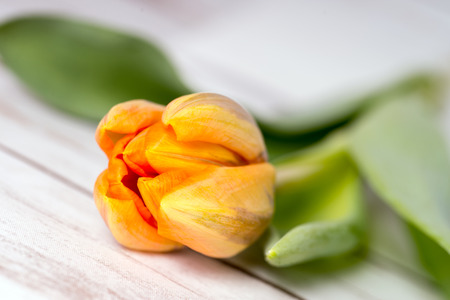 Tulip on a wooden boardの写真素材