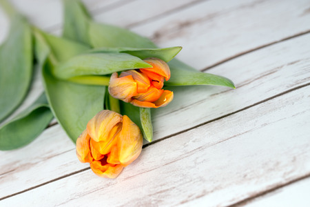 two tulips on a wooden boardの写真素材