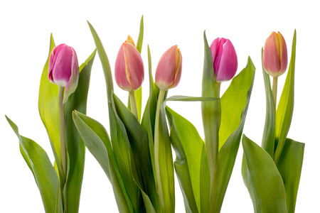 beautiful tulips on a white backgroundの写真素材