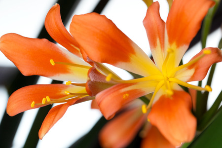 Blossoms of a Clivia