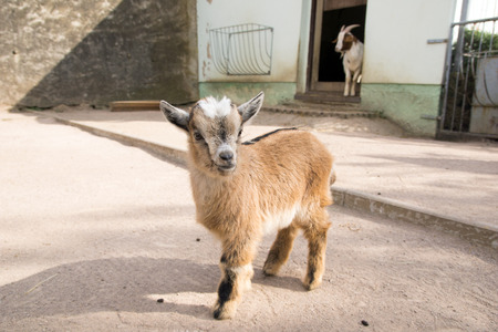 little goats child in an enclosureの写真素材