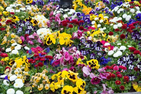 Pansies in a flowerbedの写真素材