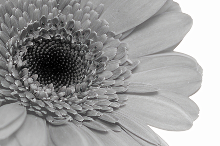 Close up of a gerbera in black and whiteの写真素材