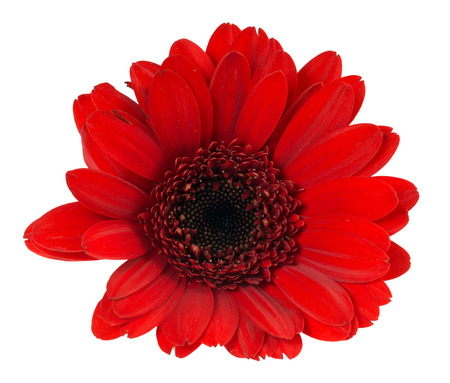beautiful gerbera isolated over a white backgroundの写真素材