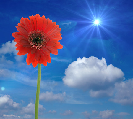 Beautiful gerbera with blue sky and sunの写真素材