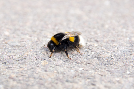 Closeup of a bumblebeeの写真素材