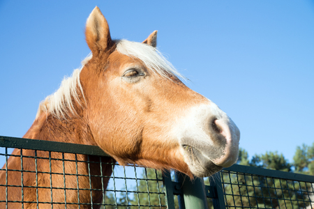 Horse in a paddockの写真素材