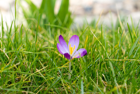 beautiful Crocus in a gardenの写真素材