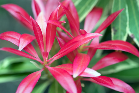 Close up of a beautiful flowerの写真素材