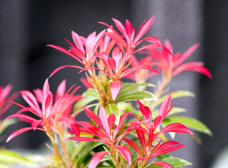 Close up of a beautiful flowerの写真素材
