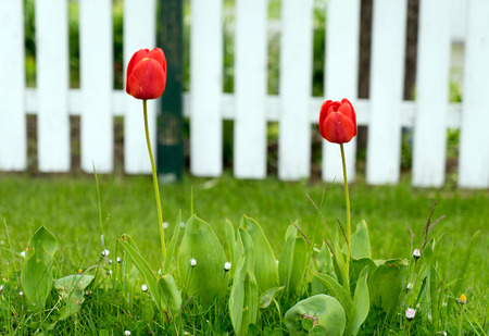 beautiful tulips in a gardenの写真素材