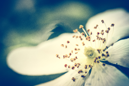 Closeup of a beautiful flowerの写真素材