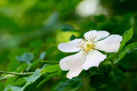 Closeup of a beautiful flowerの写真素材