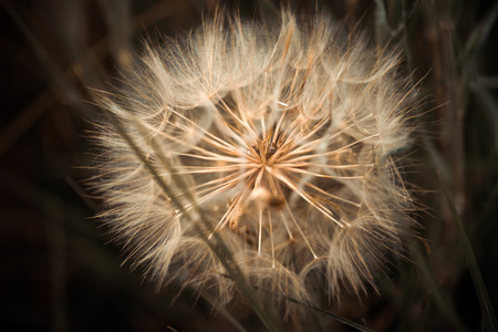 close up of a big dandelion