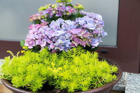 beautiful flowers in a flower pot