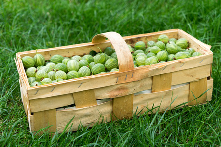 Basket full of gooseberries stands in a meadowの写真素材