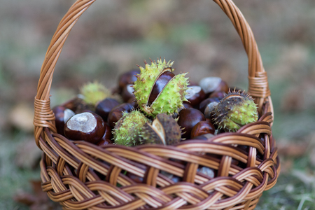 many chestnuts in a basket in the autumn forestの写真素材