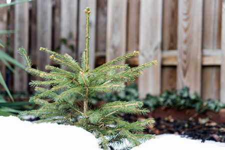 small young fir tree in the snowの写真素材