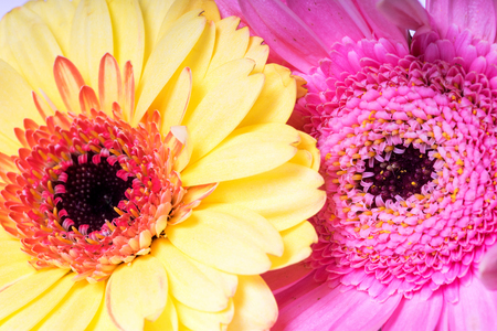 close up of a beautiful gerbera flowerの写真素材