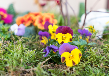Colorful violet in a gardenの写真素材