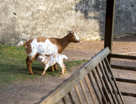 Mother goat and small goatの写真素材