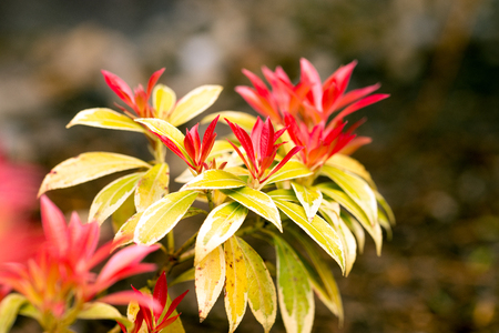 Colorful plant in a gardenの写真素材
