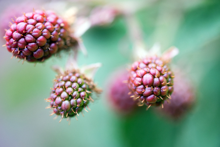 unripe blackberries on a shrub