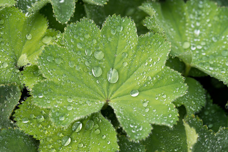 green plant with water drops after the rainの写真素材
