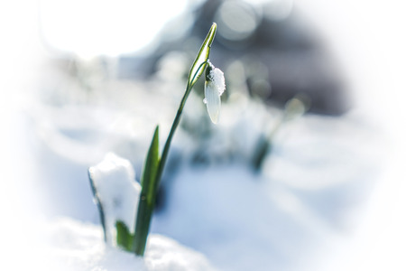 Snowdrops in the snowの写真素材