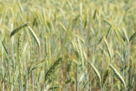 close up of a cornfieldの写真素材