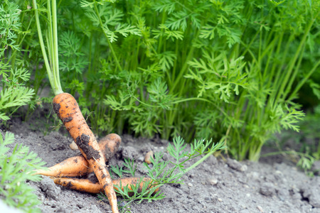 Carrots in a gardenの写真素材