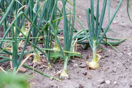 Onions in a gardenの写真素材