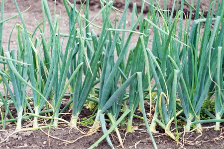 Onions in a gardenの写真素材