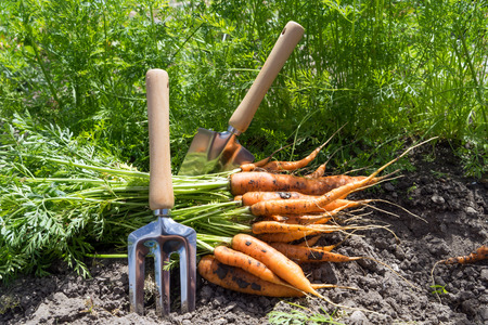 freshly picked carrots in a gardenの写真素材