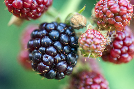 blackberry shrub in a gardenの写真素材