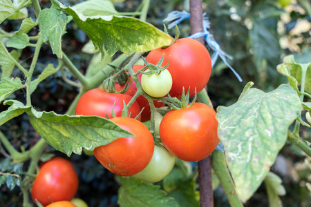Tomato plant with many fruitsの写真素材