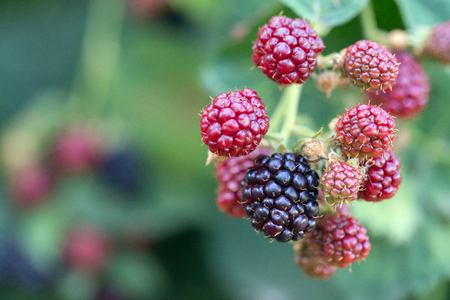 blackberry shrub in a gardenの写真素材