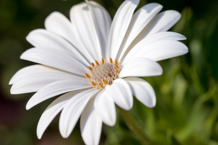 beautiful flower in a gardenの写真素材