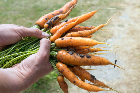 Hand holds freshly picked carrotsの写真素材