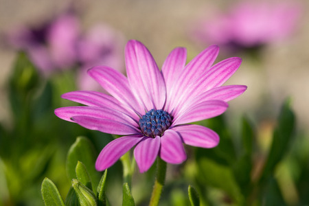 beautiful flower in a gardenの写真素材