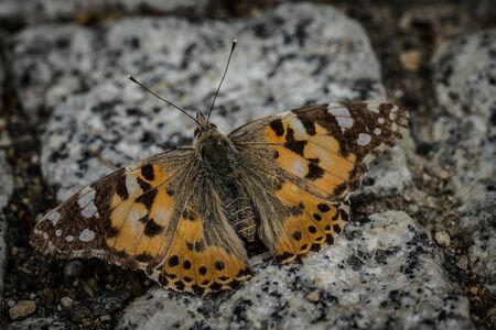 Butterfly on a stoneの写真素材