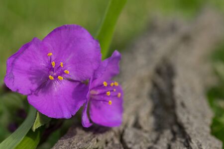 Macro shot of a flowerの写真素材