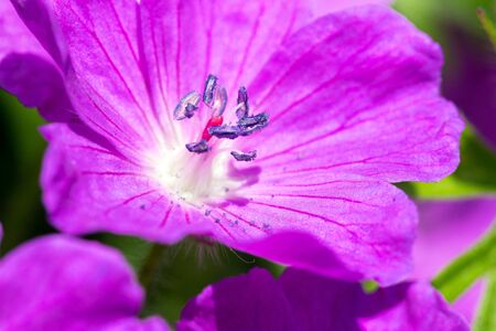Macro shot of a flowerの写真素材