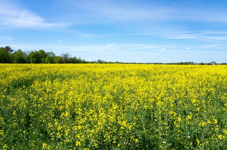 blooming rape field and blue skyの写真素材
