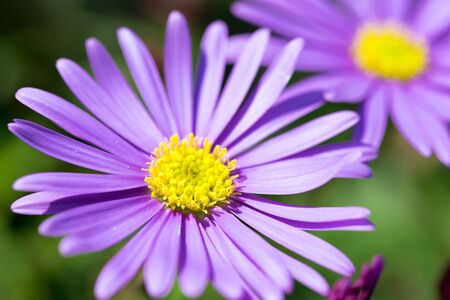 Macro shot of a flowerの写真素材