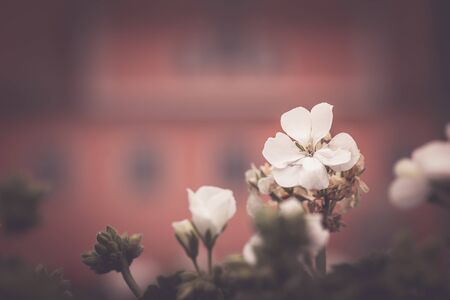 Macro shot of a flowerの写真素材