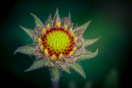Macro shot of a flowerの写真素材
