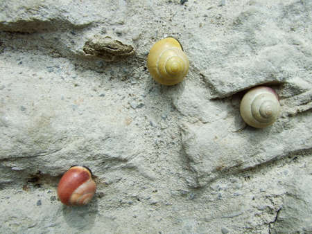 Colorful snails on the wall, Switzerland