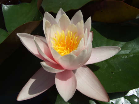 Water flowers sunbathing in the botanical garden pool - Zagreb, Croatia (Kroatien / Croazia / Hrvatska)の写真素材