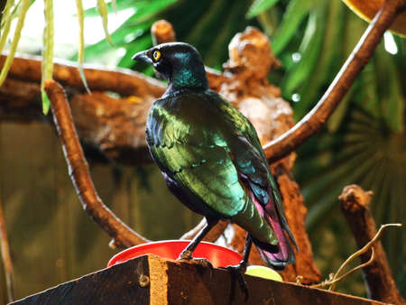 Bird in the zoo Maksimir in the city of Zagreb, Croatia (Kroatien / Croazia / Hrvatska)